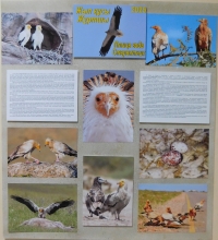 &quot;Bird of the Year 2025 in Kazakhstan&quot; is a mini-exhibition.